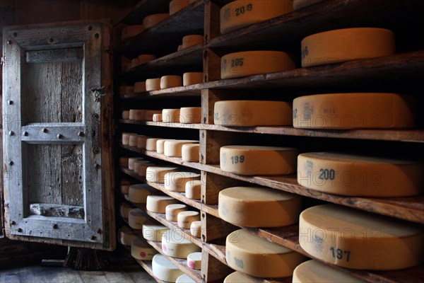 Cheese loaves in a cheese warehouse