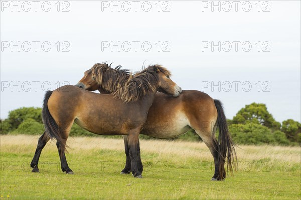 Exmoor ponies (Equus caballus) grooming