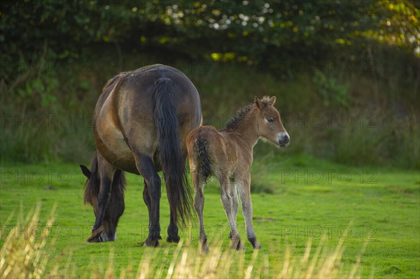 Exmoor ponies (Equus caballus)