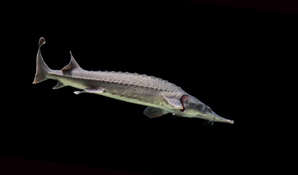 Siberian sturgeon (Acipenser baerii)