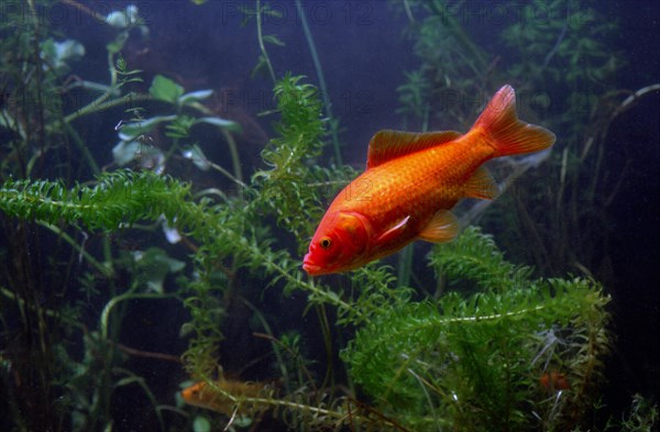 Goldfish (Carassius auratus)