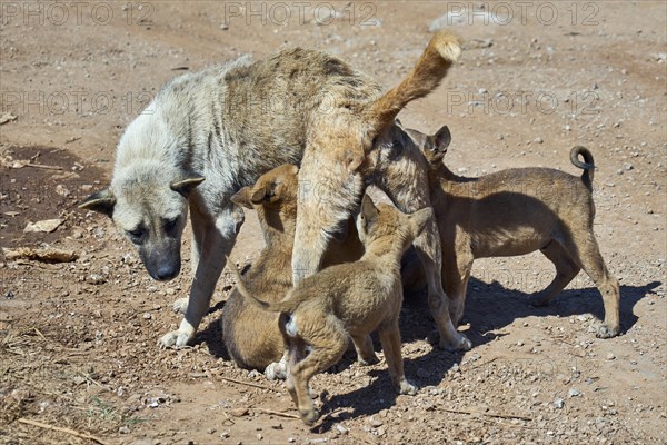 Street dogs