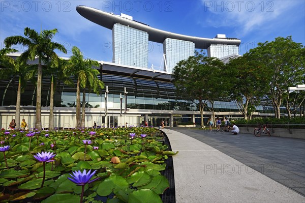 Water lily pond in front of the Art Science Museum