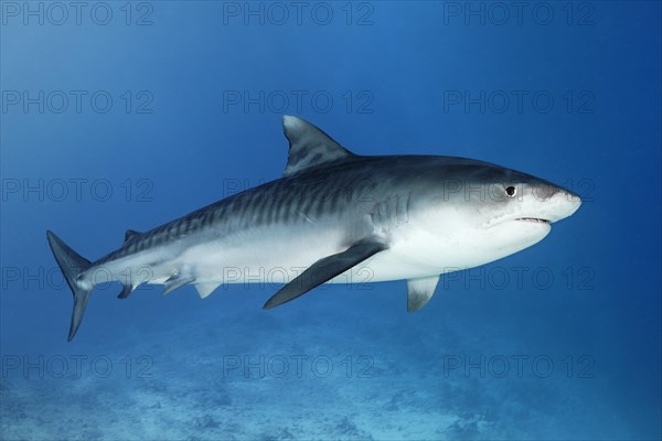 Tiger Shark (Galeocerdo cuvier)