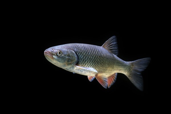 European Chub (Squalius cephalus)