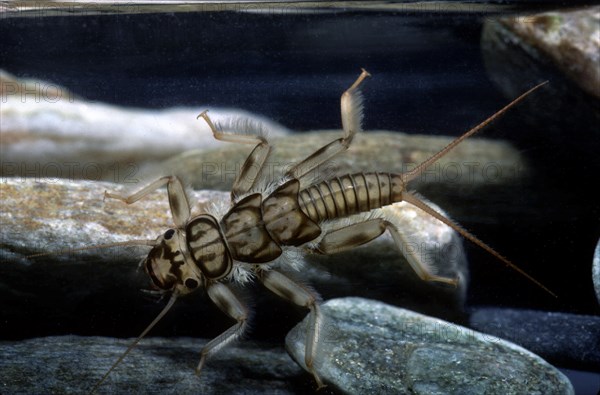 Stone fly (Dinocras ferreri)