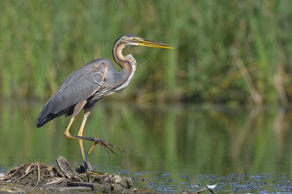 Purple heron (Ardea purpurea) runs along the bank