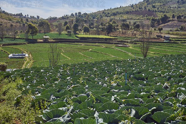 Cabbage field