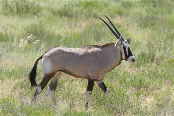 Gemsbok (Oryx gazella)