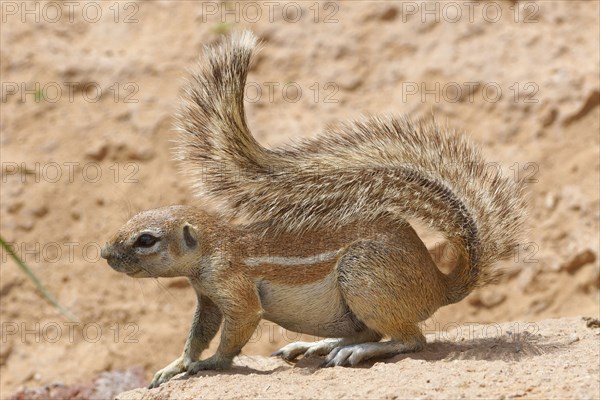 Cape ground squirrel (Xerus inauris)