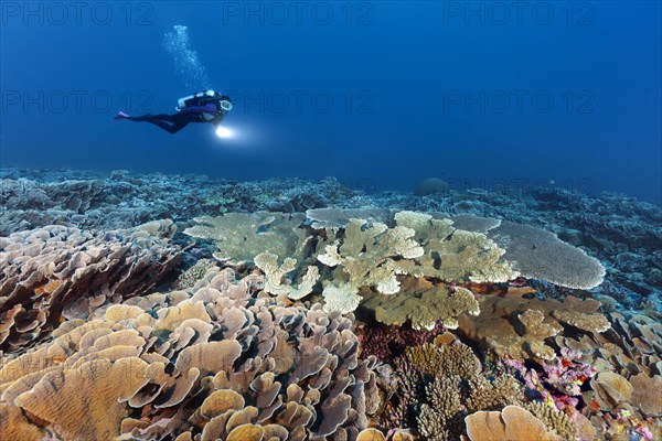Diver with lamp swims over intact coral reef with different stony corals (Scleractinia)
