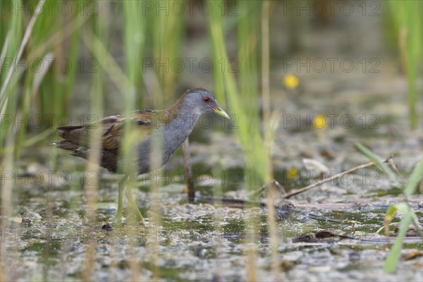 Little Crake (Porzana parva) male wading through shallow water