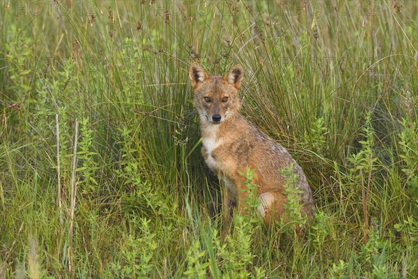 Golden jackal (Canis aureus) sitting in the tall grass