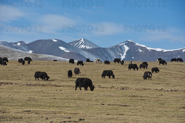 Icy plateau with yak herd