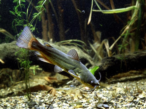 Black bullhead (Ictalurus melas)