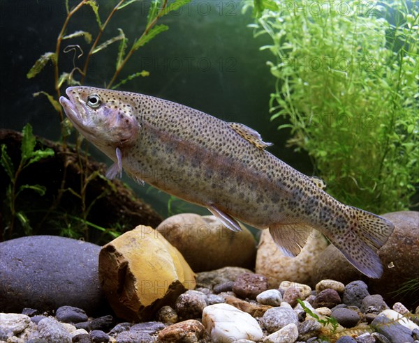 Rainbow trout (Salmo gairdneri)