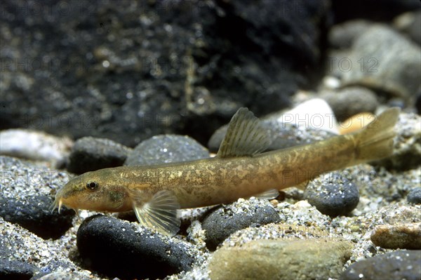 Stone loach (Barbatula barbatula)