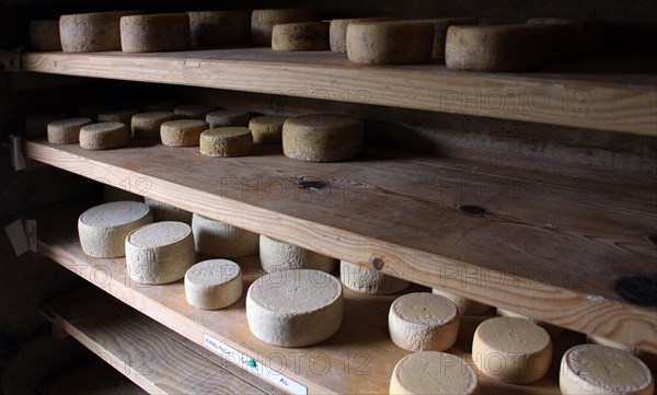 Cheese loaves in a cheese warehouse