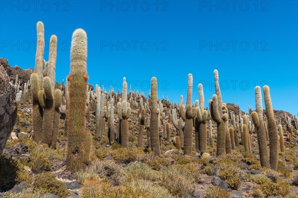 Giant Cacti (Echinopsis atacamensis) Isla Incahuasi