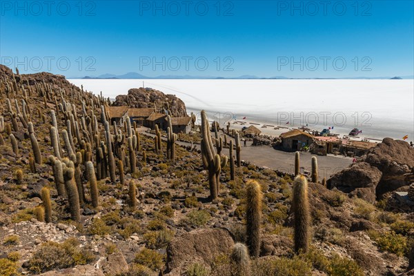 Giant Cacti (Echinopsis atacamensis) Isla Incahuasi