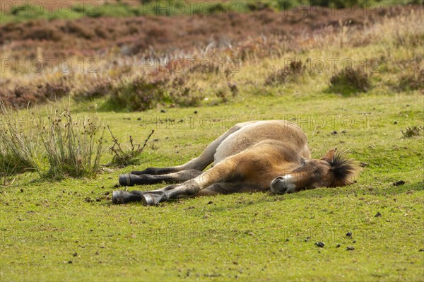 Exmoor pony (Equus caballus)