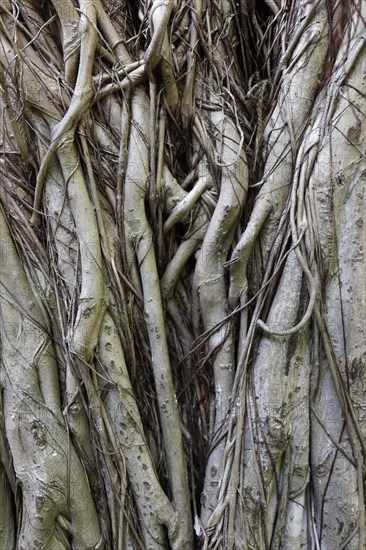 Branches of strangler fig (Ficus virens) Summer Island