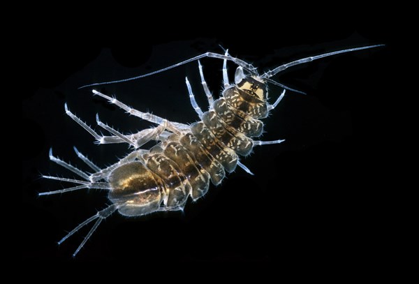 Waterlouse (Asellus aquaticus)