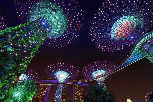 Supertrees at night