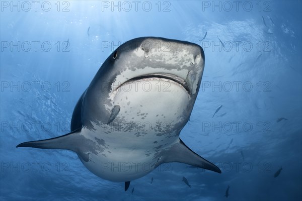 Tiger Shark (Galeocerdo cuvier)