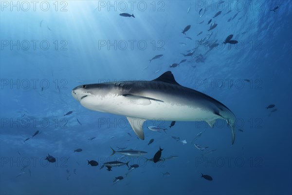 Tiger Shark (Galeocerdo cuvier)