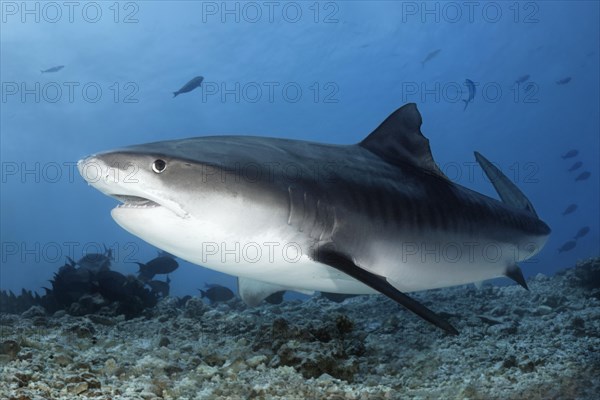 Tiger Shark (Galeocerdo cuvier)