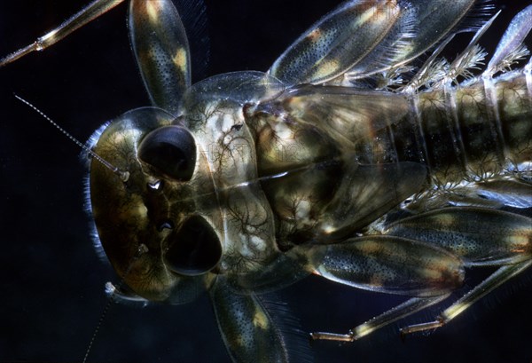 Mayfly nymph (Ecdyonurus sp.)