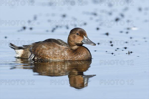 Ferruginous duck (Aythya nyroca) in water