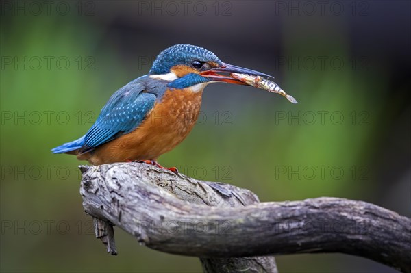 Common kingfisher (Alcedo atthis) Female