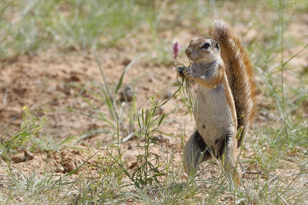 Cape ground squirrel (Xerus inauris)