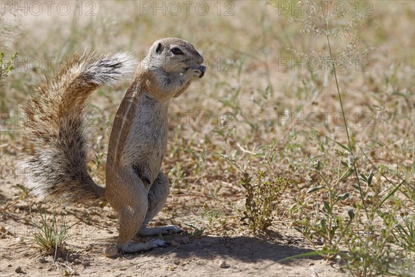 Cape ground squirrel (Xerus inauris)