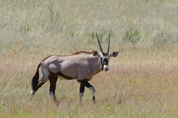 Gemsbok (Oryx gazella)