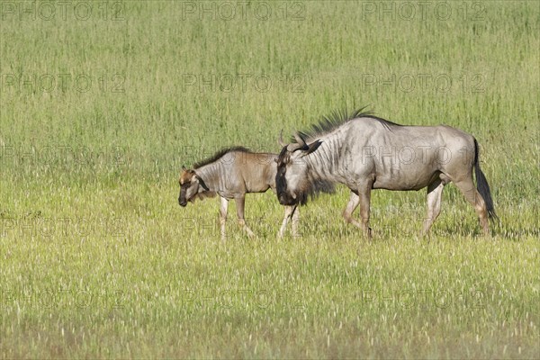 Blue wildebeests (Connochaetes taurinus)