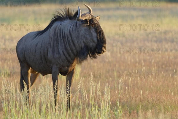 Blue wildebeest (Connochaetes taurinus)