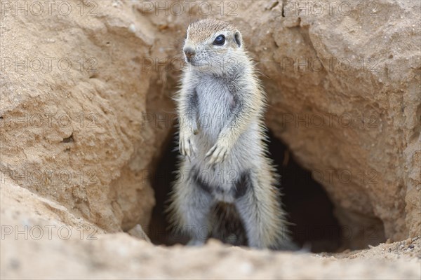 Cape ground squirrel (Xerus inauris)