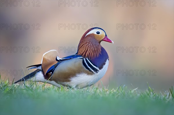 Mandarin duck (Aix galericulata) male