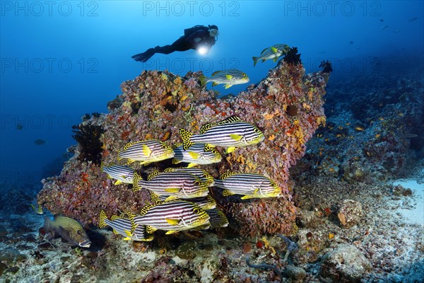 Diver observes swarm Oriental sweetlips (Plectorhinchus vittatus)