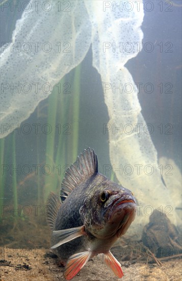 European perch and its laying (Perca fluviatilis)