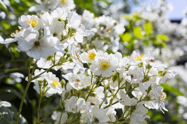 Tufted rose (Rosa multiflora)