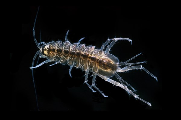 Waterlouse (Asellus aquaticus)