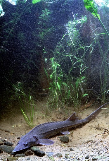 Siberian sturgeon (Acipenser baerii)