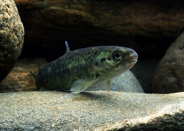 Atlantic salmon