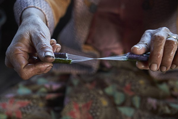 Intha woman wins fibers from a lotus stalk