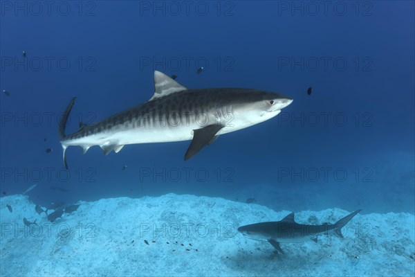 Tiger Shark (Galeocerdo cuvier)