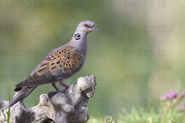 Turtle dove (Streptopelia turtur) on tree stump